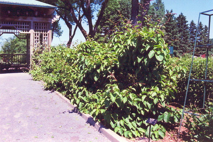 Issai Hardy Kiwi (Actinidia arguta 'Issai') at Riverbend Nurseries