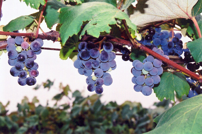 Concord Grape (Vitis 'Concord') at Riverbend Nurseries