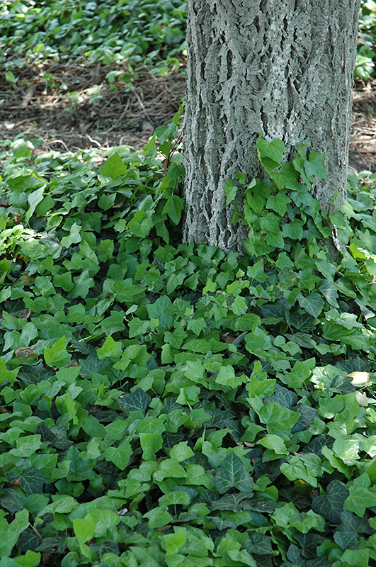 Baltic Ivy (Hedera helix 'Baltica') at Riverbend Nurseries