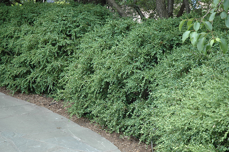 Wintergreen Boxwood (Buxus microphylla 'Wintergreen') at Riverbend Nurseries