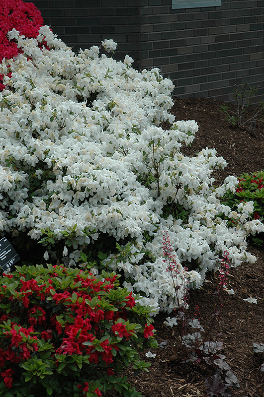 Delaware Valley White Azalea (Rhododendron 'Delaware Valley White') at Riverbend Nurseries
