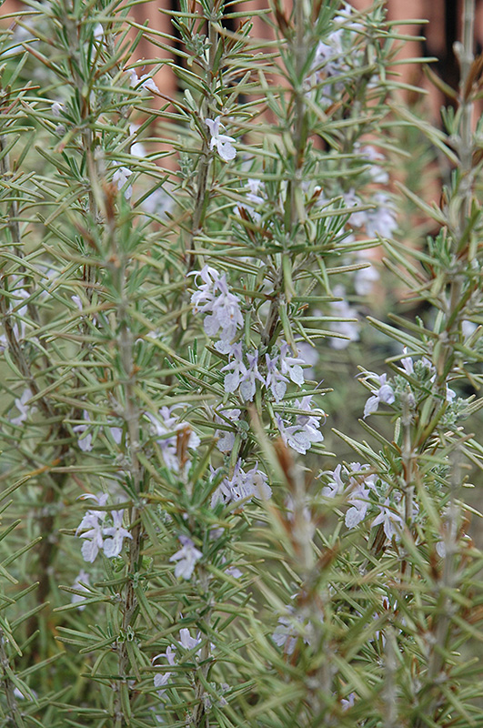 Arp Rosemary (Rosmarinus officinalis 'Arp') at Riverbend Nurseries