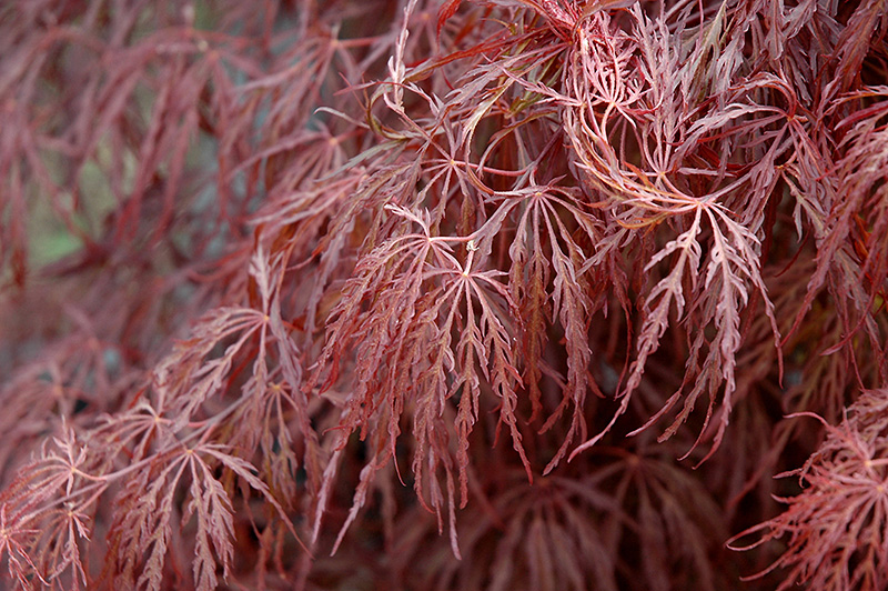 Crimson Queen Japanese Maple (Acer palmatum 'Crimson Queen') at Riverbend Nurseries