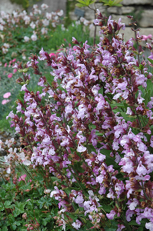 Dwarf Sage (Salvia officinalis 'Nana') at Riverbend Nurseries