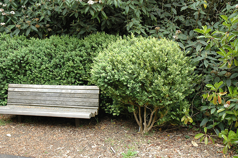 Common Boxwood (Buxus sempervirens) at Riverbend Nurseries