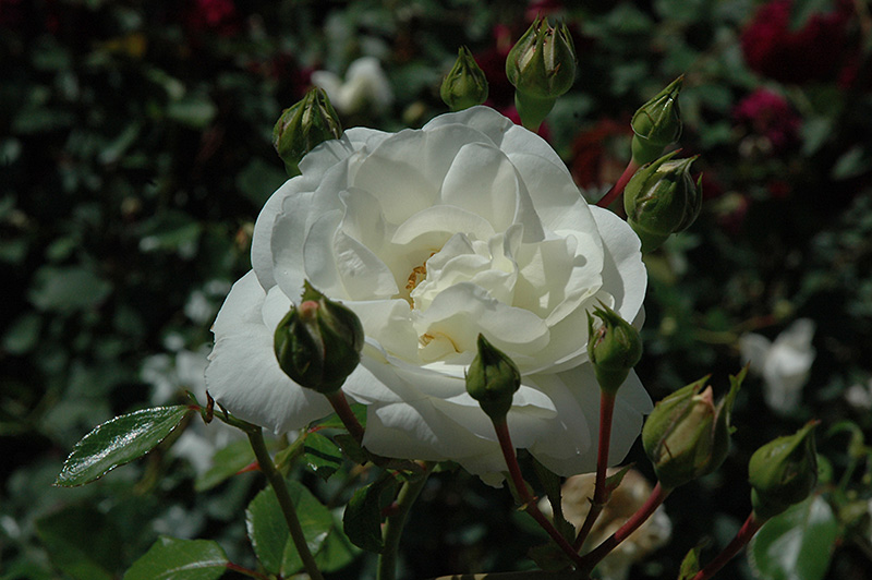 White Dawn Rose (Rosa 'White Dawn') at Riverbend Nurseries