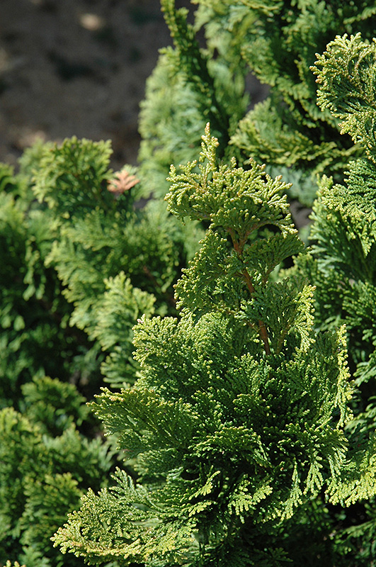 Well's Special Hinoki Falsecypress (Chamaecyparis obtusa 'Well's Special') at Riverbend Nurseries