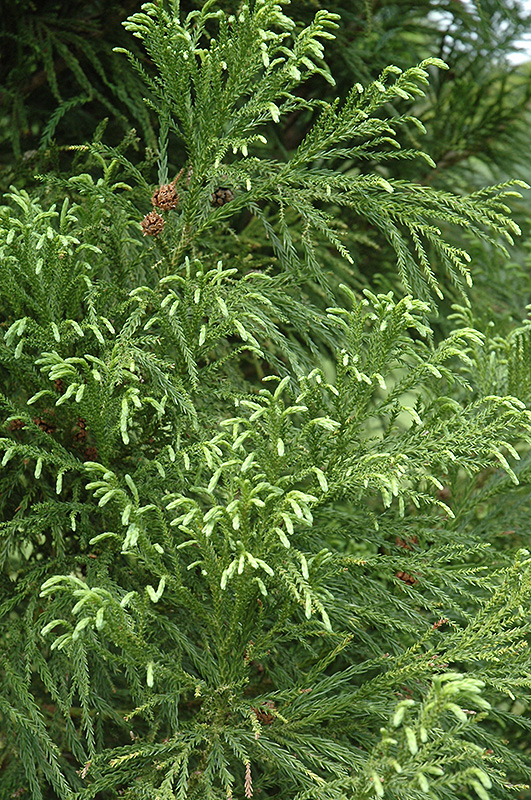 Yoshino Japanese Cedar (Cryptomeria japonica 'Yoshino') at Riverbend Nurseries