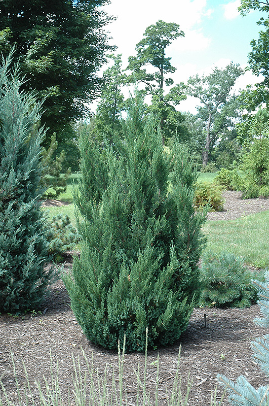 Blue Point Juniper (Juniperus chinensis 'Blue Point') at Riverbend Nurseries