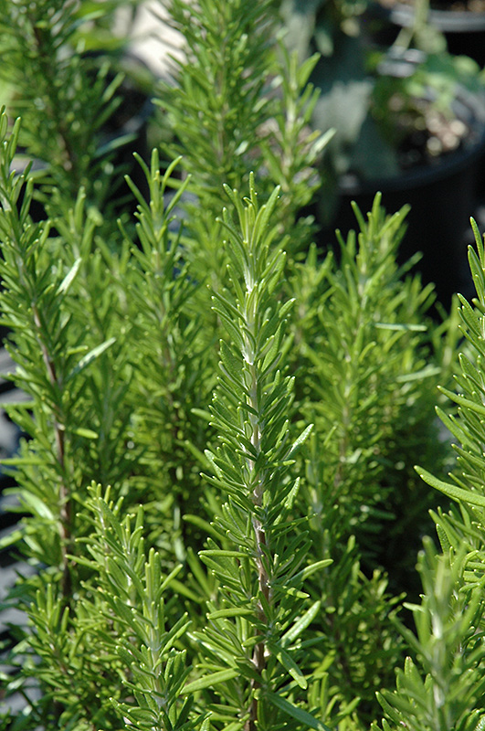 Barbeque Rosemary (Rosmarinus officinalis 'Barbeque') at Riverbend Nurseries