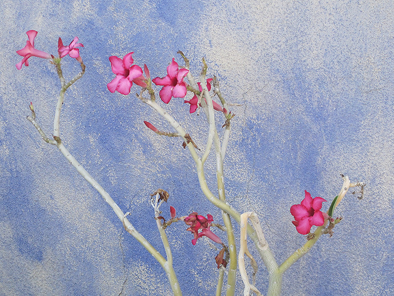 Desert Rose (Adenium obesum) at Riverbend Nurseries