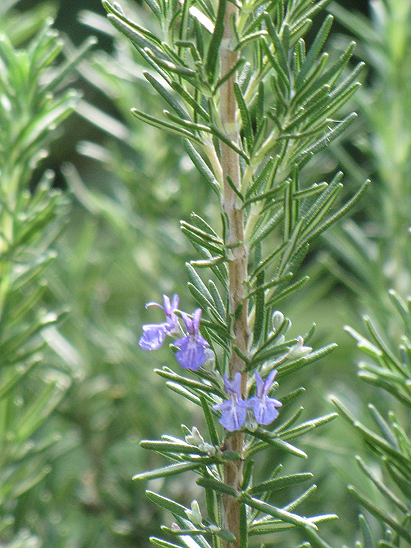 Tuscan Blue Rosemary (Rosmarinus officinalis 'Tuscan Blue') at Riverbend Nurseries