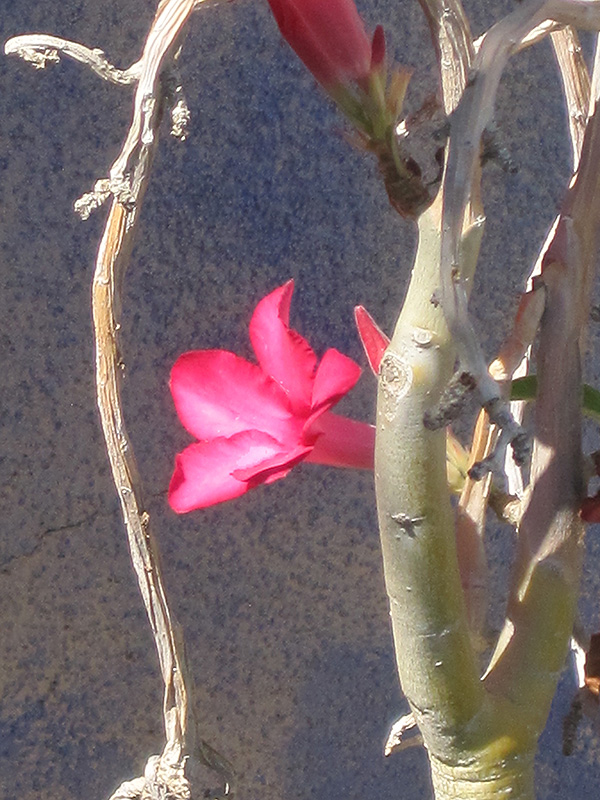 Desert Rose (Adenium obesum) at Riverbend Nurseries