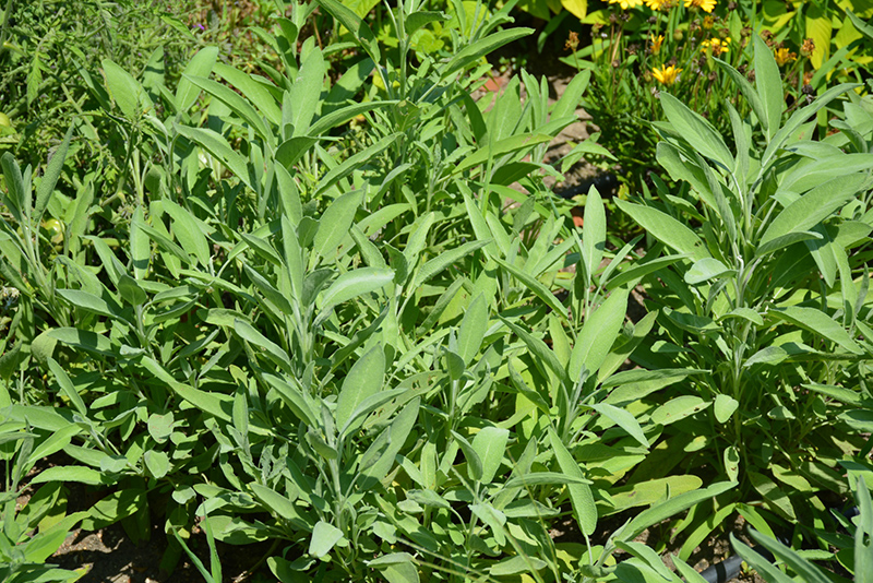 Common Sage (Salvia officinalis) at Riverbend Nurseries
