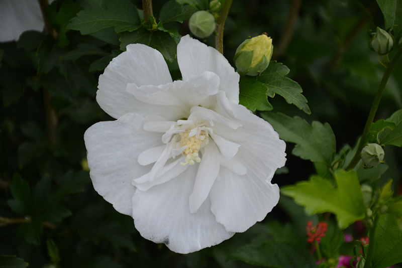 White Pillar Rose of Sharon (Hibiscus syriacus 'Gandini van Aart') at Riverbend Nurseries