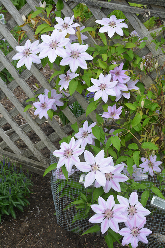 Nelly Moser Clematis (Clematis 'Nelly Moser') at Riverbend Nurseries