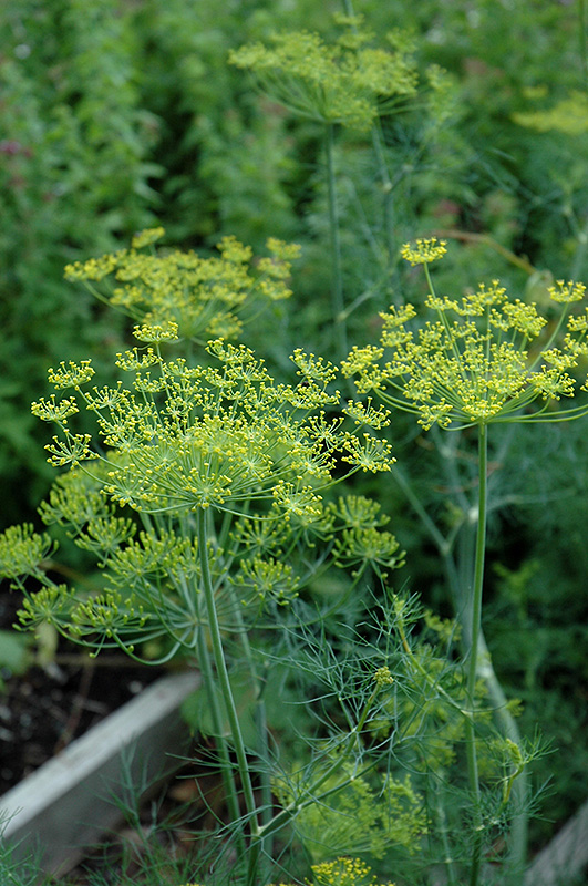 Dill (Anethum graveolens) at Riverbend Nurseries