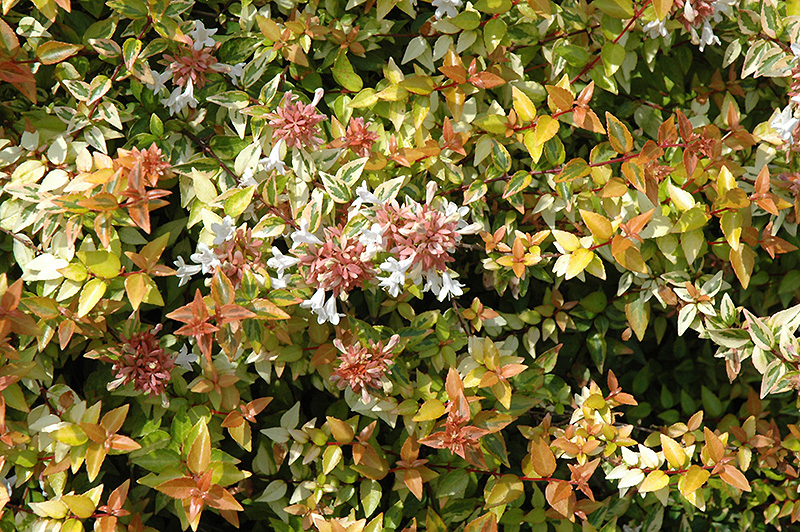 Kaleidoscope Abelia (Abelia x grandiflora 'Kaleidoscope') at Riverbend Nurseries