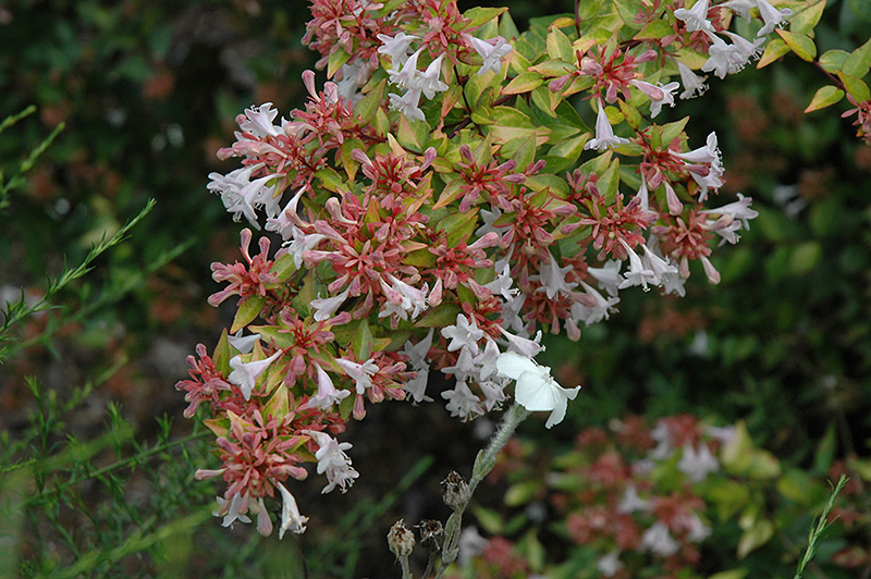Francis Mason Abelia (Abelia x grandiflora 'Francis Mason') at Riverbend Nurseries