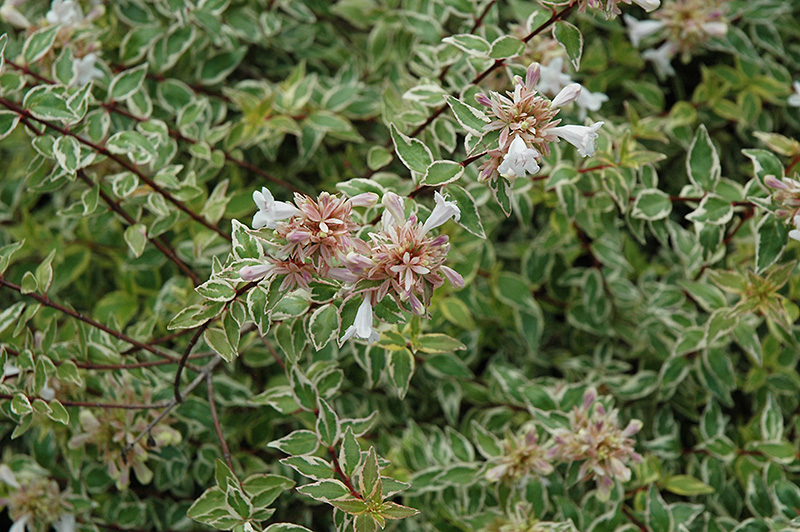Radiance Abelia (Abelia x grandiflora 'Radiance') at Riverbend Nurseries