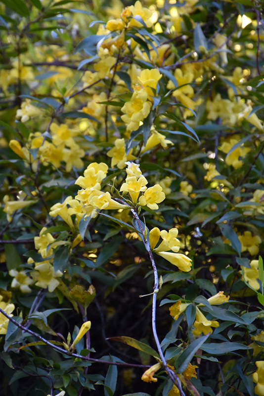 Carolina Yellow Jessamine (Gelsemium sempervirens) at Riverbend Nurseries