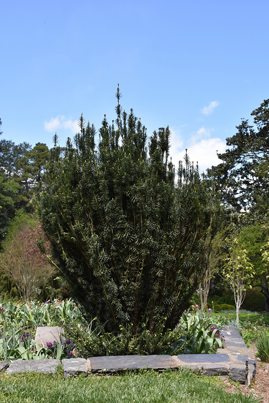 Upright Japanese Plum Yew (Cephalotaxus harringtonia 'Fastigiata') at Riverbend Nurseries