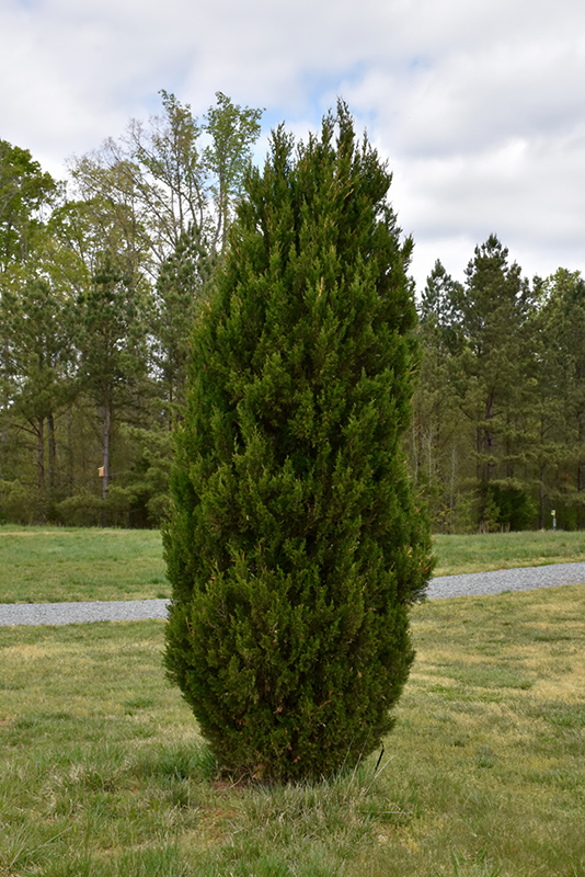 Spartan Juniper (Juniperus chinensis 'Spartan') at Riverbend Nurseries