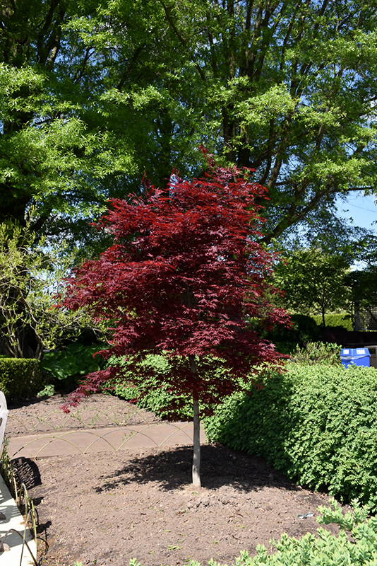 Fireglow Japanese Maple (Acer palmatum 'Fireglow') at Riverbend Nurseries