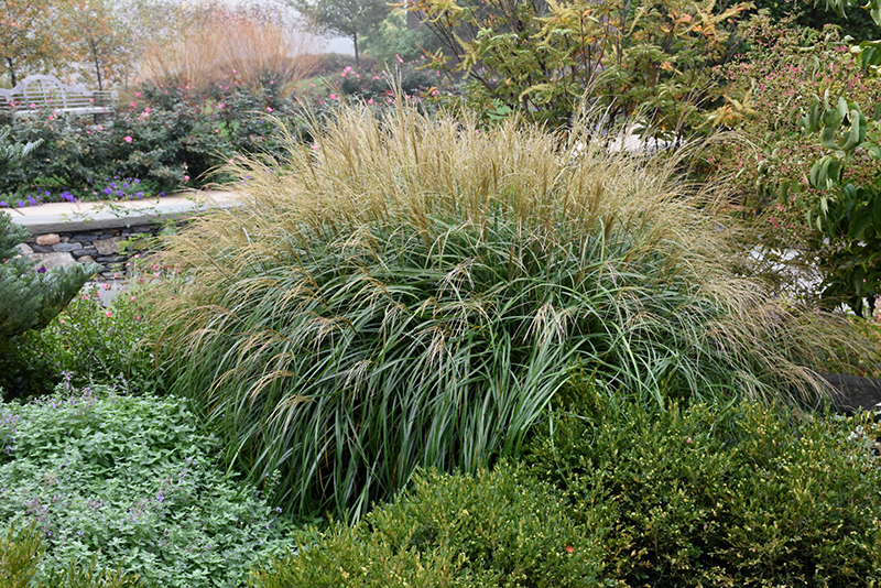 Adagio Maiden Grass (Miscanthus sinensis 'Adagio') at Riverbend Nurseries