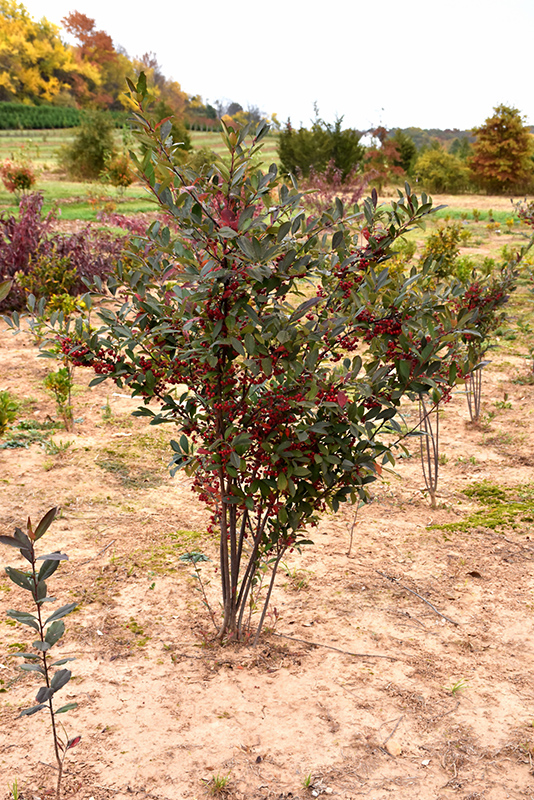 Brilliantissima Red Chokeberry (Aronia arbutifolia 'Brilliantissima') at Riverbend Nurseries