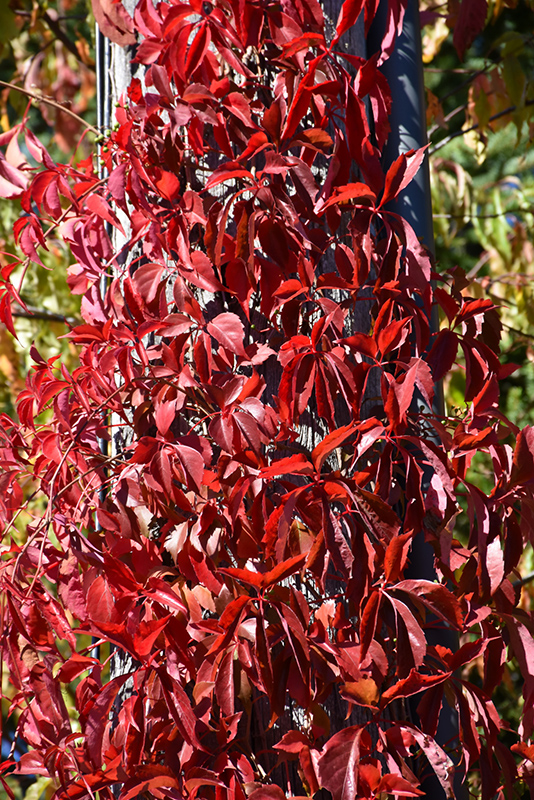 Red Wall Virginia Creeper (Parthenocissus quinquefolia 'Troki') at Riverbend Nurseries