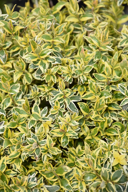 Radiance Abelia (Abelia x grandiflora 'Radiance') at Riverbend Nurseries