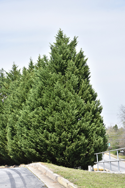 Leyland Cypress (Cupressocyparis x leylandii) at Riverbend Nurseries