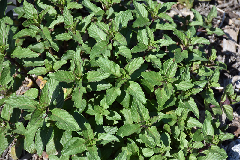 Peppermint (Mentha x piperita) at Riverbend Nurseries