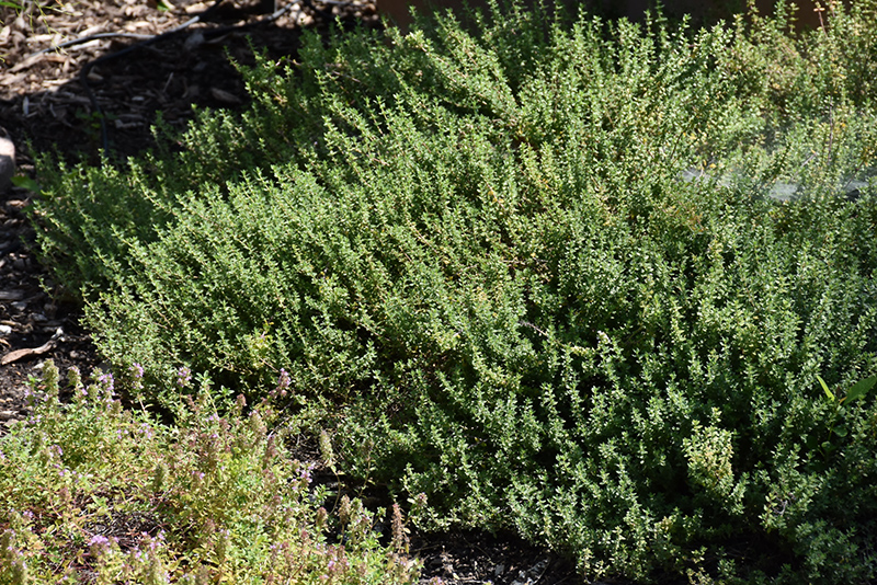 Common Thyme (Thymus vulgaris) at Riverbend Nurseries