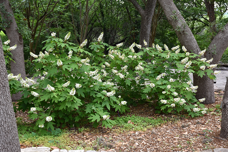 Oakleaf Hydrangea (Hydrangea quercifolia) at Riverbend Nurseries