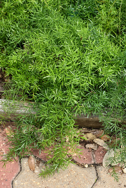 Sprengeri Asparagus Fern (Asparagus densiflorus 'Sprengeri') at Riverbend Nurseries