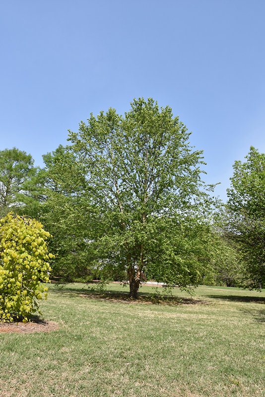 Dura Heat River Birch (Betula nigra 'Dura Heat') at Riverbend Nurseries