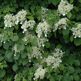 Plant Photo 3