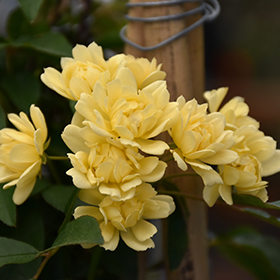 Plant Photo 3