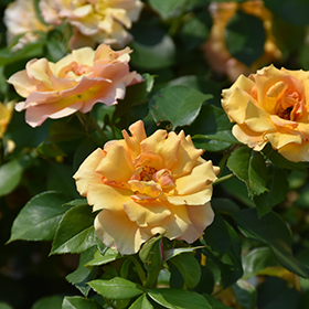 Plant Photo 7