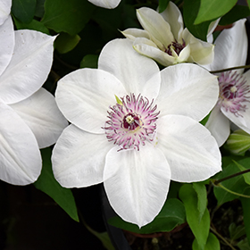 Plant Photo 6