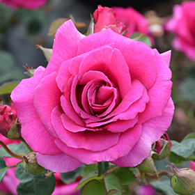Plant Photo 1
