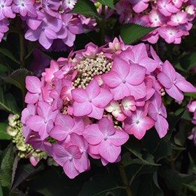 Plant Photo 10