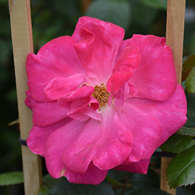 Plant Photo 10